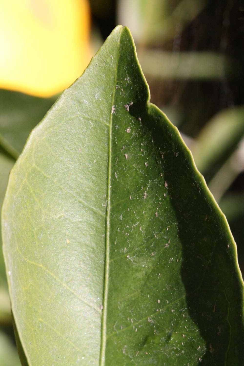              Margin (Riverside, CA)       